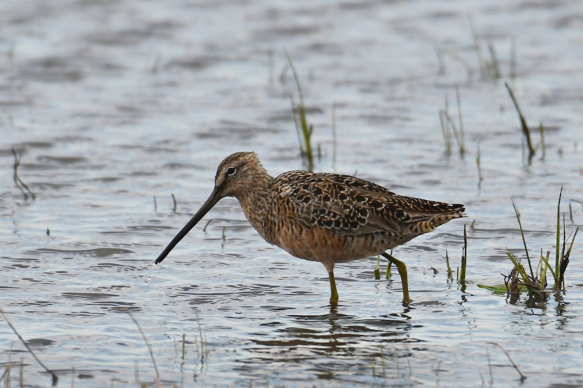 Long-billed Dowitcher - ML151789571