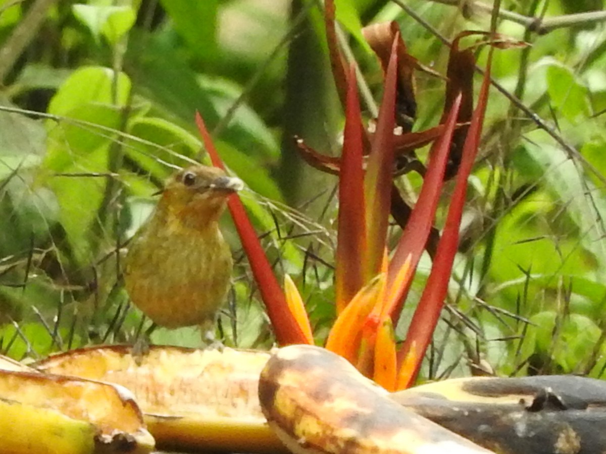 Silvery Tanager - ML151789881