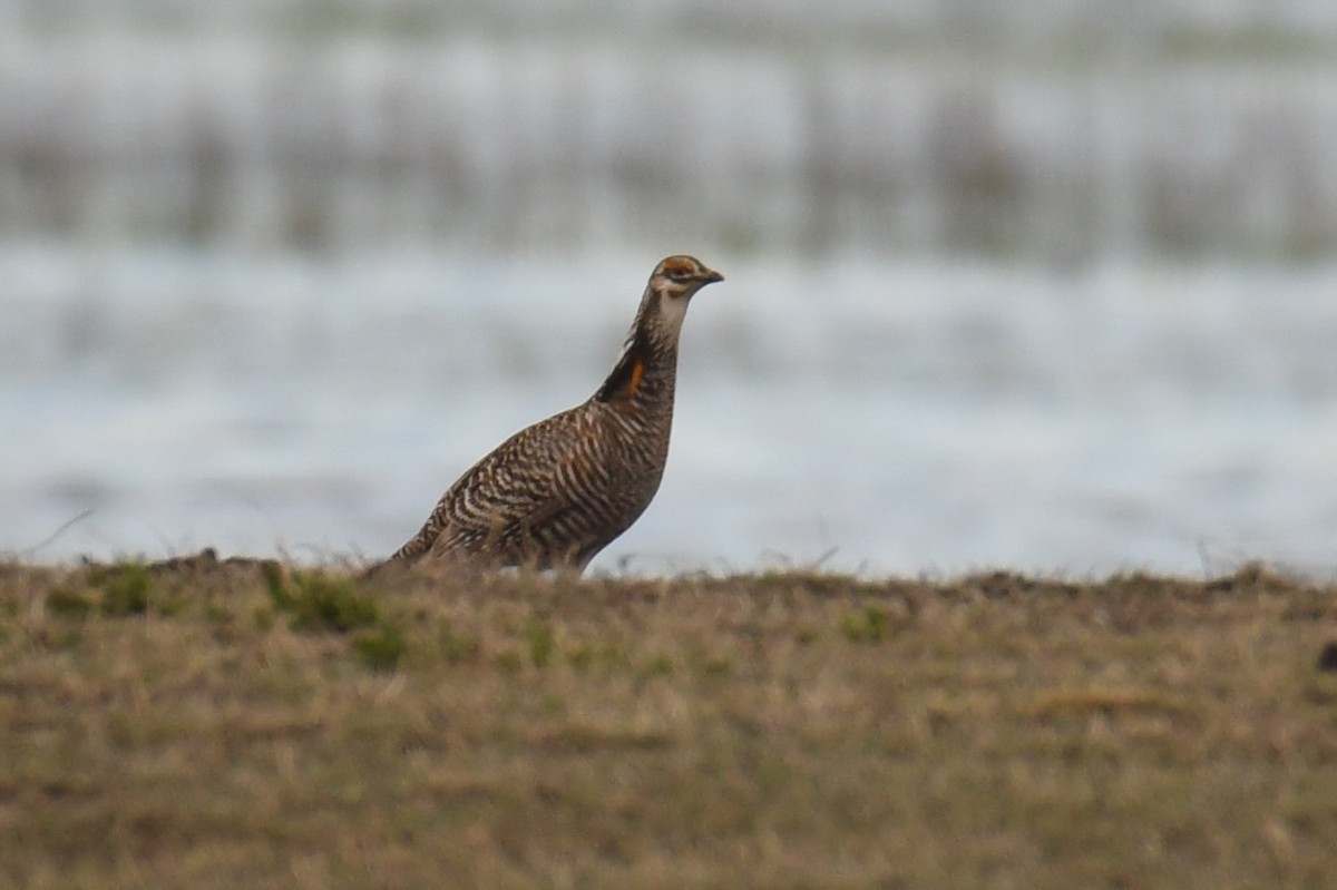 Greater Prairie-Chicken - ML151790071