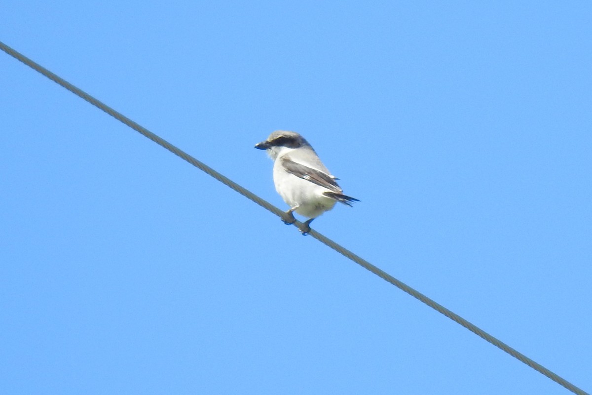 Loggerhead Shrike - ML151790261