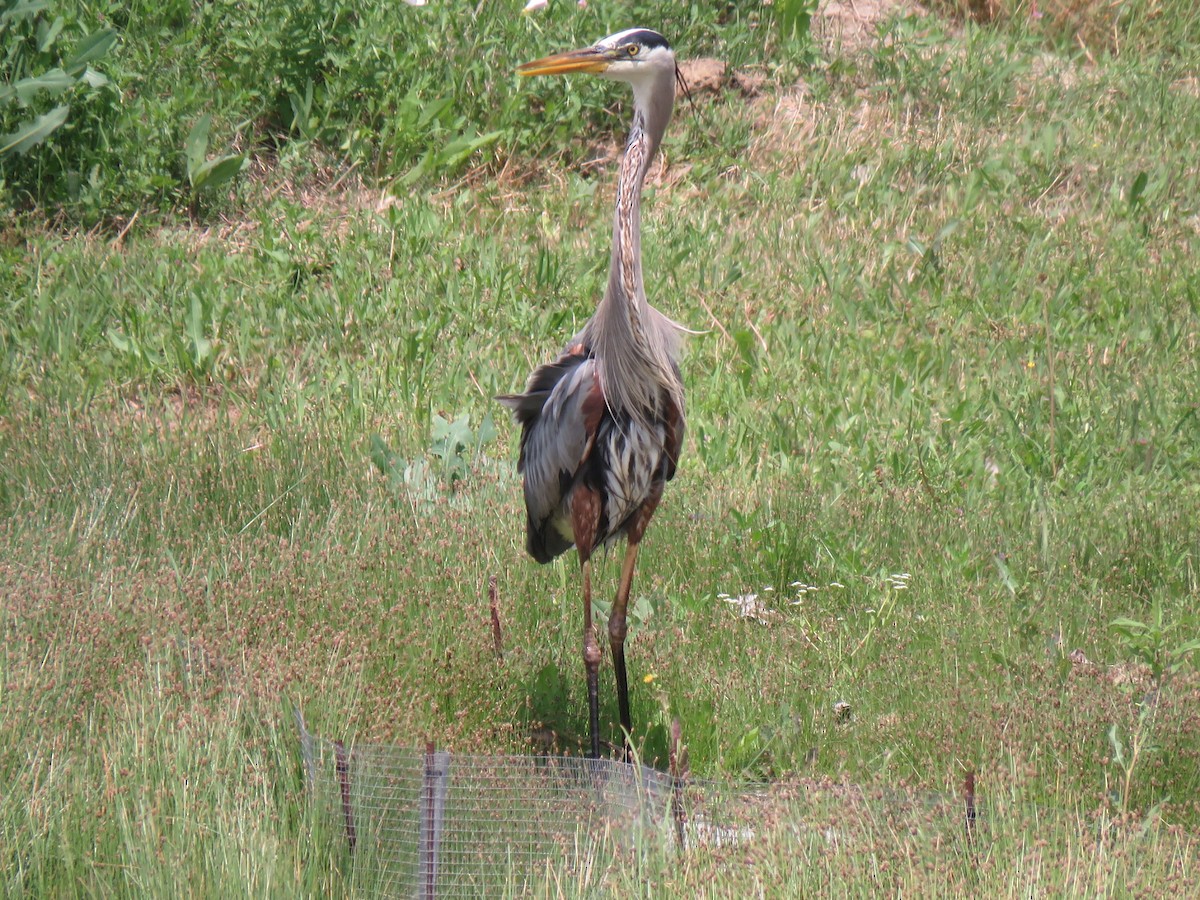 Great Blue Heron - ML151791521