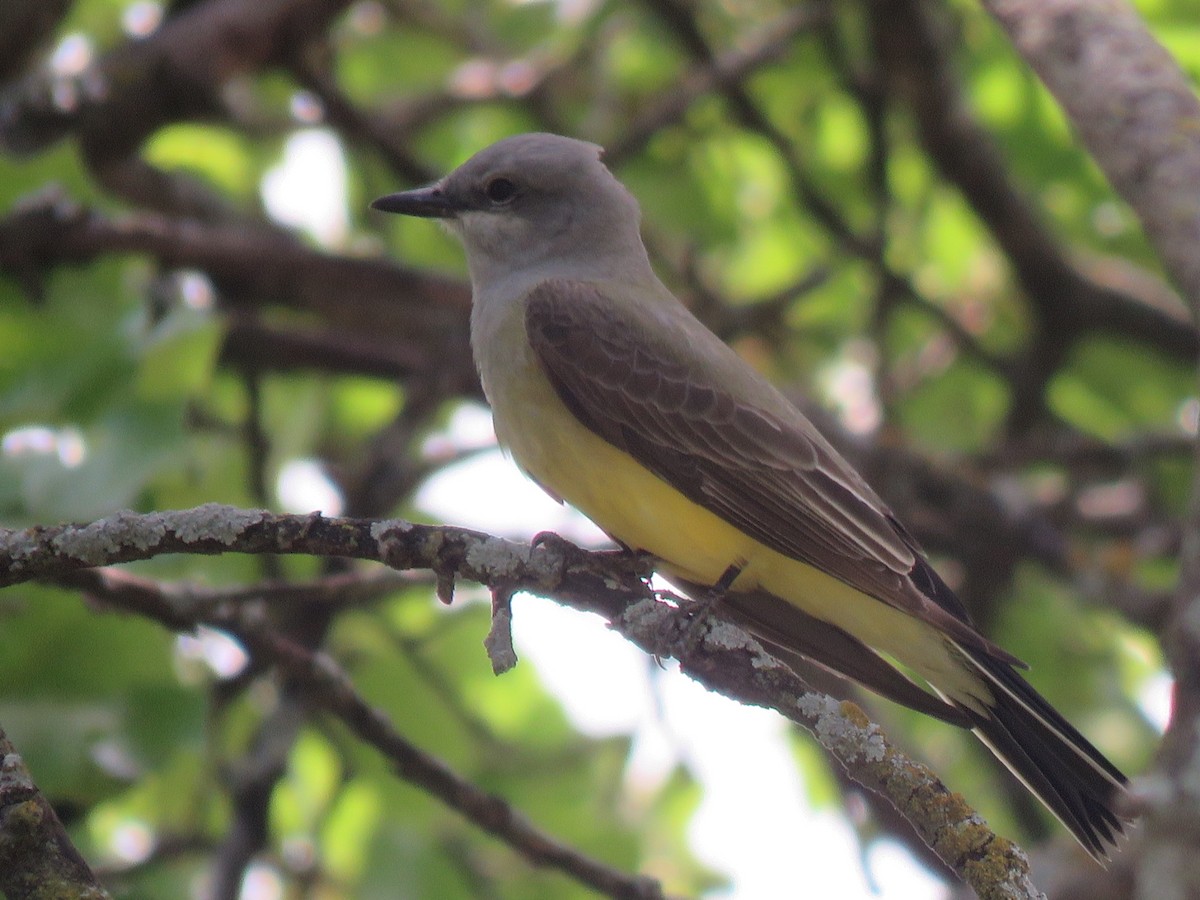 Western Kingbird - ML151791581