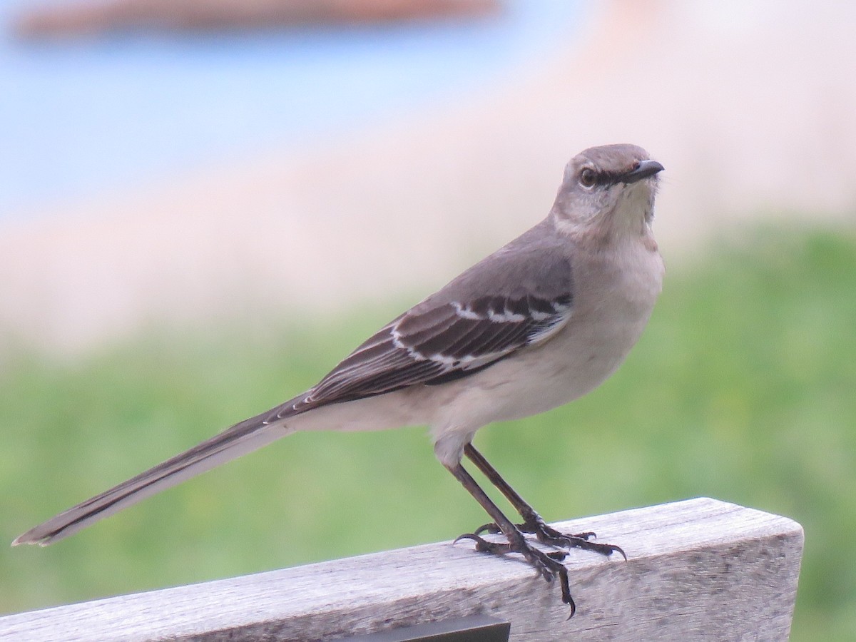 Northern Mockingbird - ML151791651