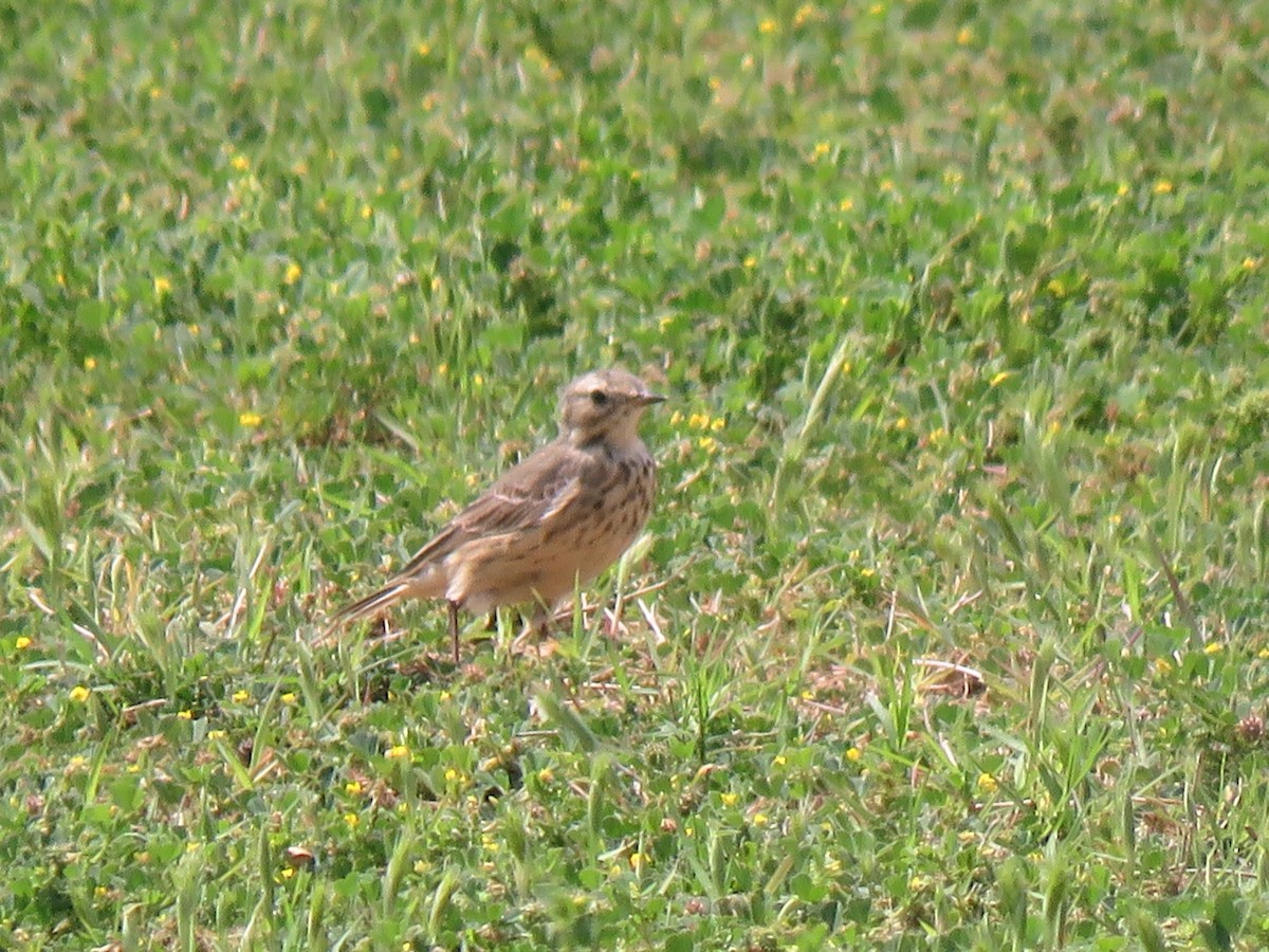 American Pipit - ML151791711