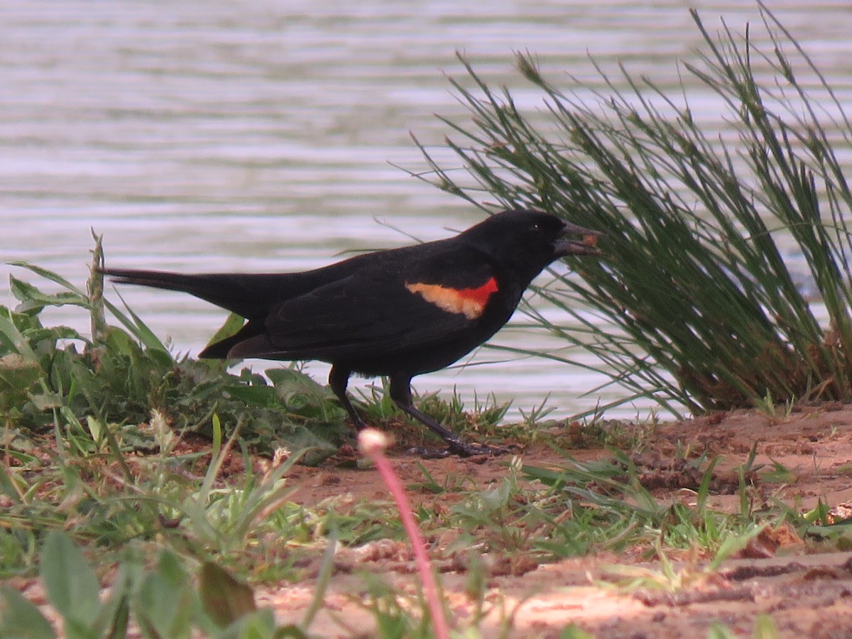 Red-winged Blackbird - ML151791751