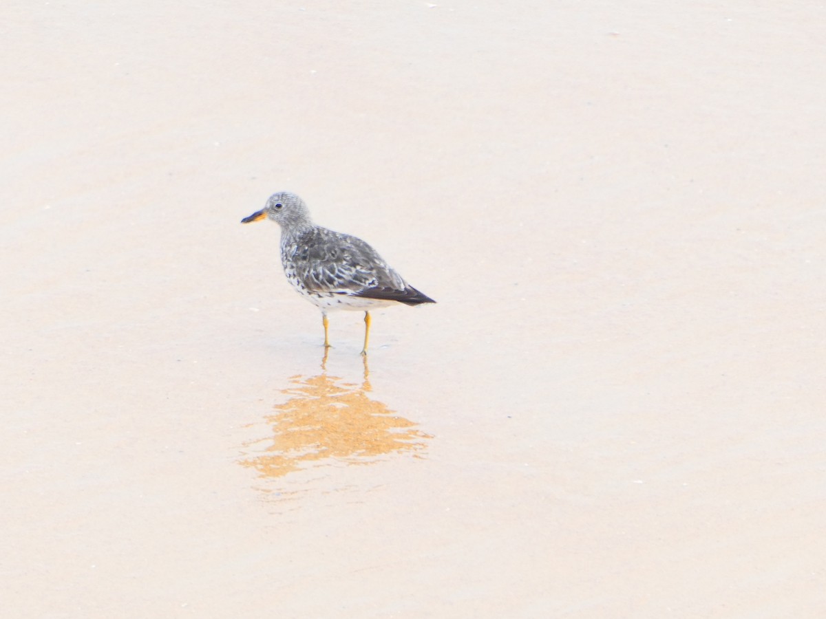 Surfbird - ML151793401