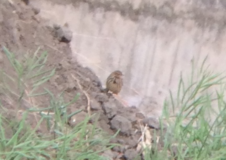 pipit sp. - ML151793751