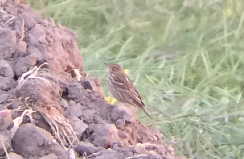 pipit sp. - ML151793761