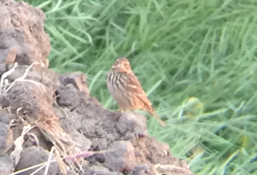 pipit sp. - ML151793781
