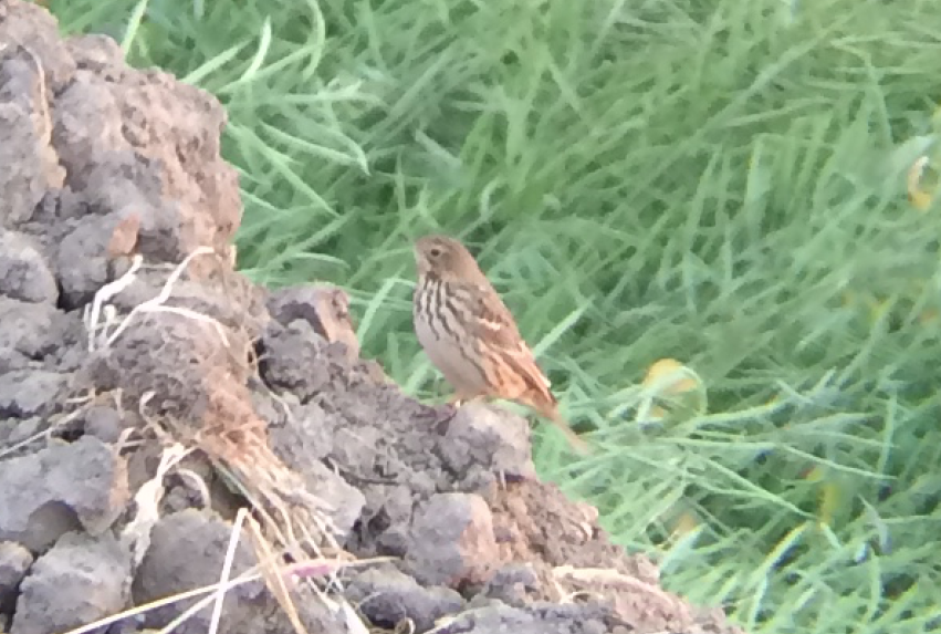 pipit sp. - ML151793791