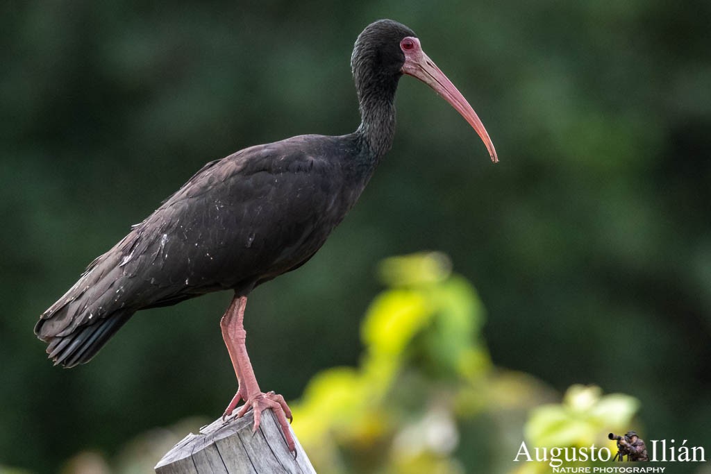 ibis tmavý - ML151793921