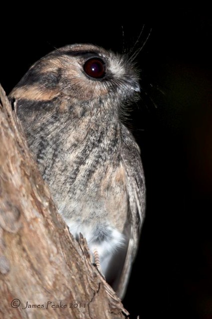 Australian Owlet-nightjar - ML151794051