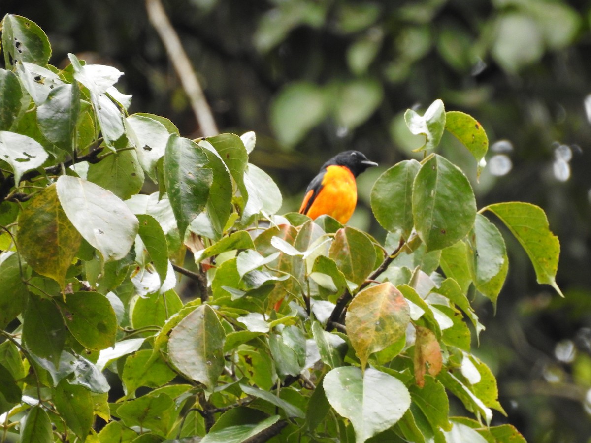 Orange Minivet - Manoj Karingamadathil