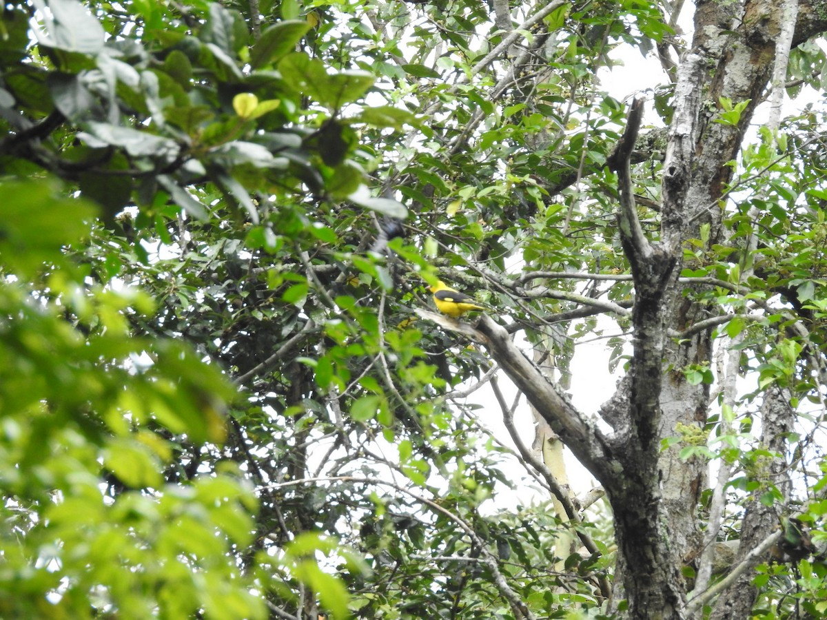 Indian Golden Oriole - Manoj Karingamadathil