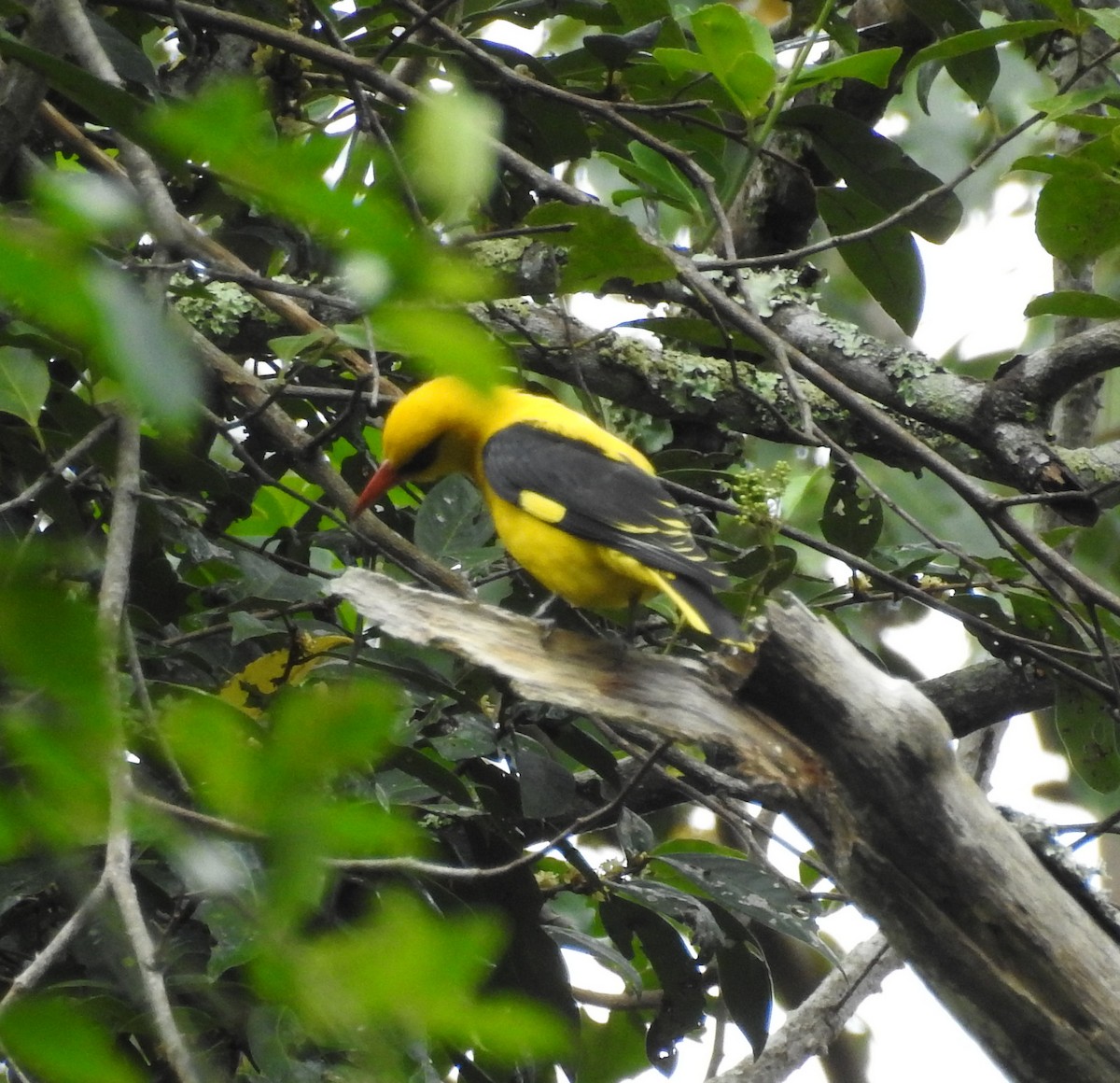 Indian Golden Oriole - Manoj Karingamadathil