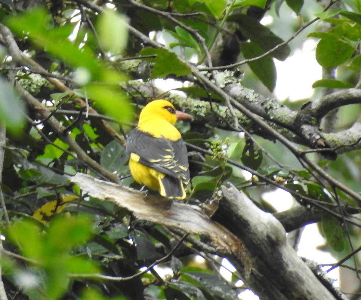 Indian Golden Oriole - Manoj Karingamadathil