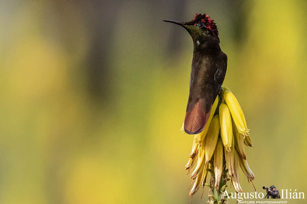 kolibřík červenohlavý - ML151794481