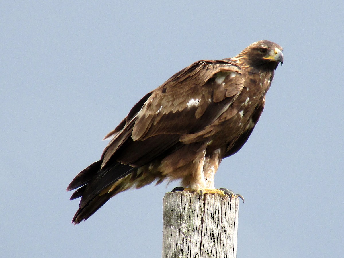 Golden Eagle - ML151794551