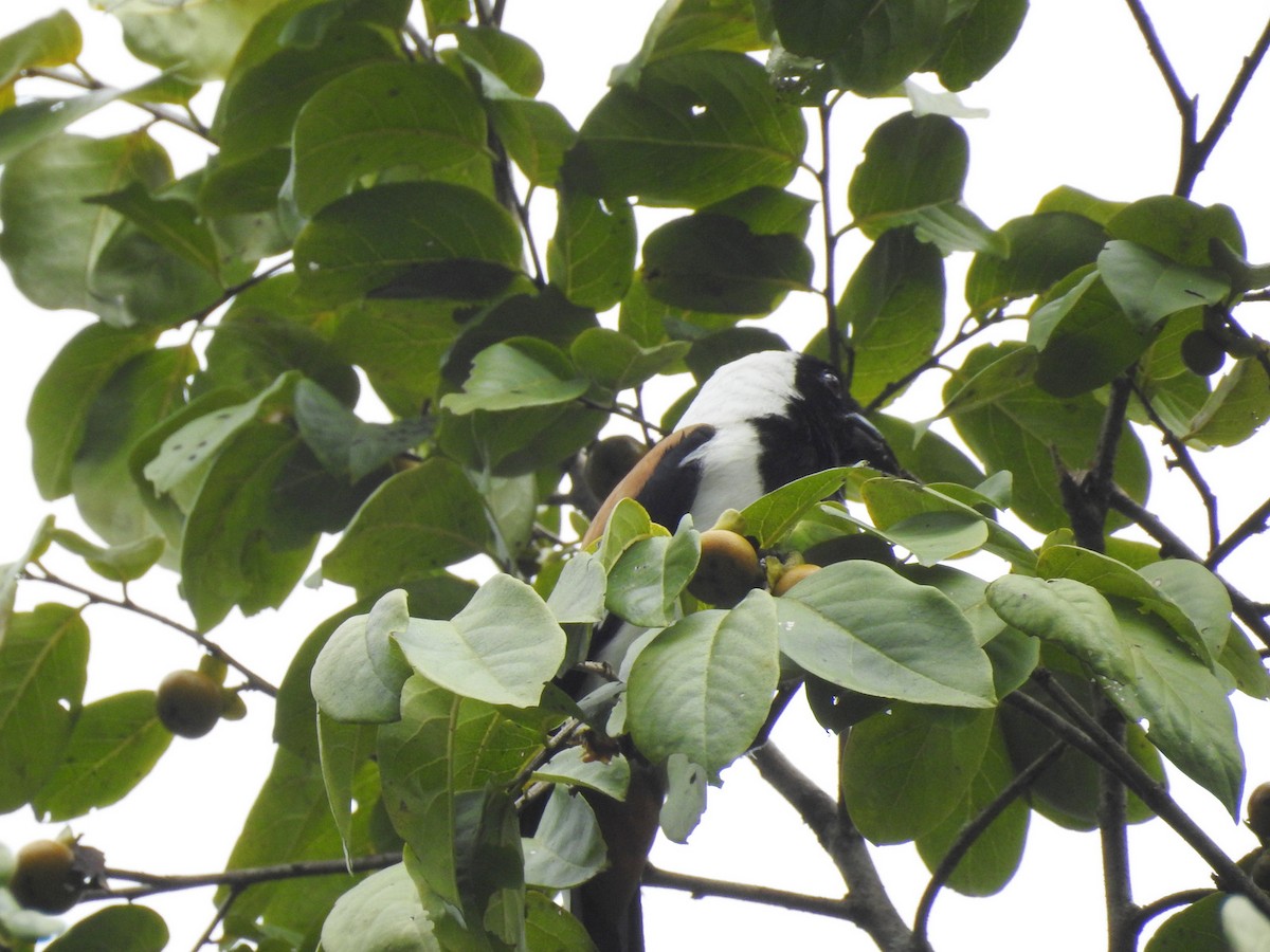 White-bellied Treepie - Manoj Karingamadathil