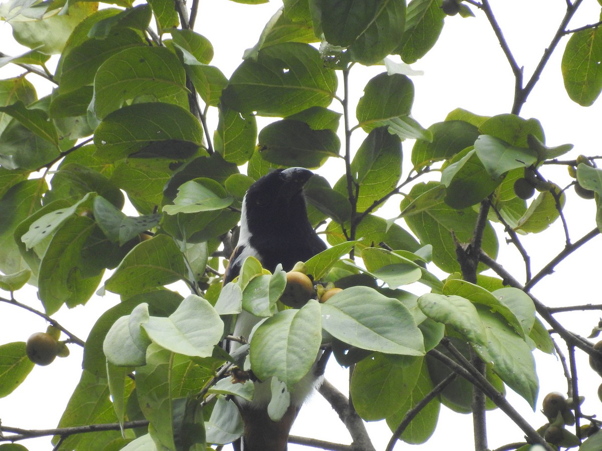 White-bellied Treepie - ML151794891