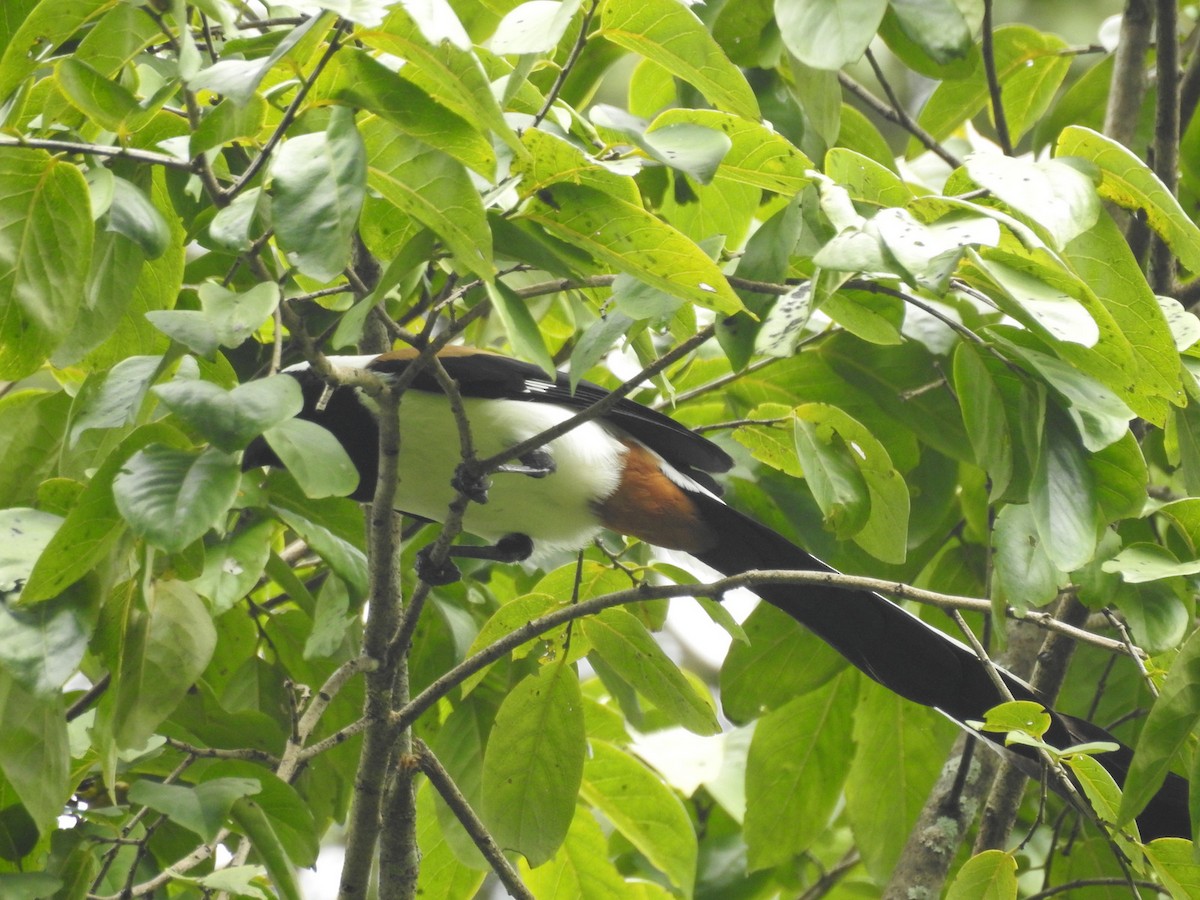 White-bellied Treepie - Manoj Karingamadathil