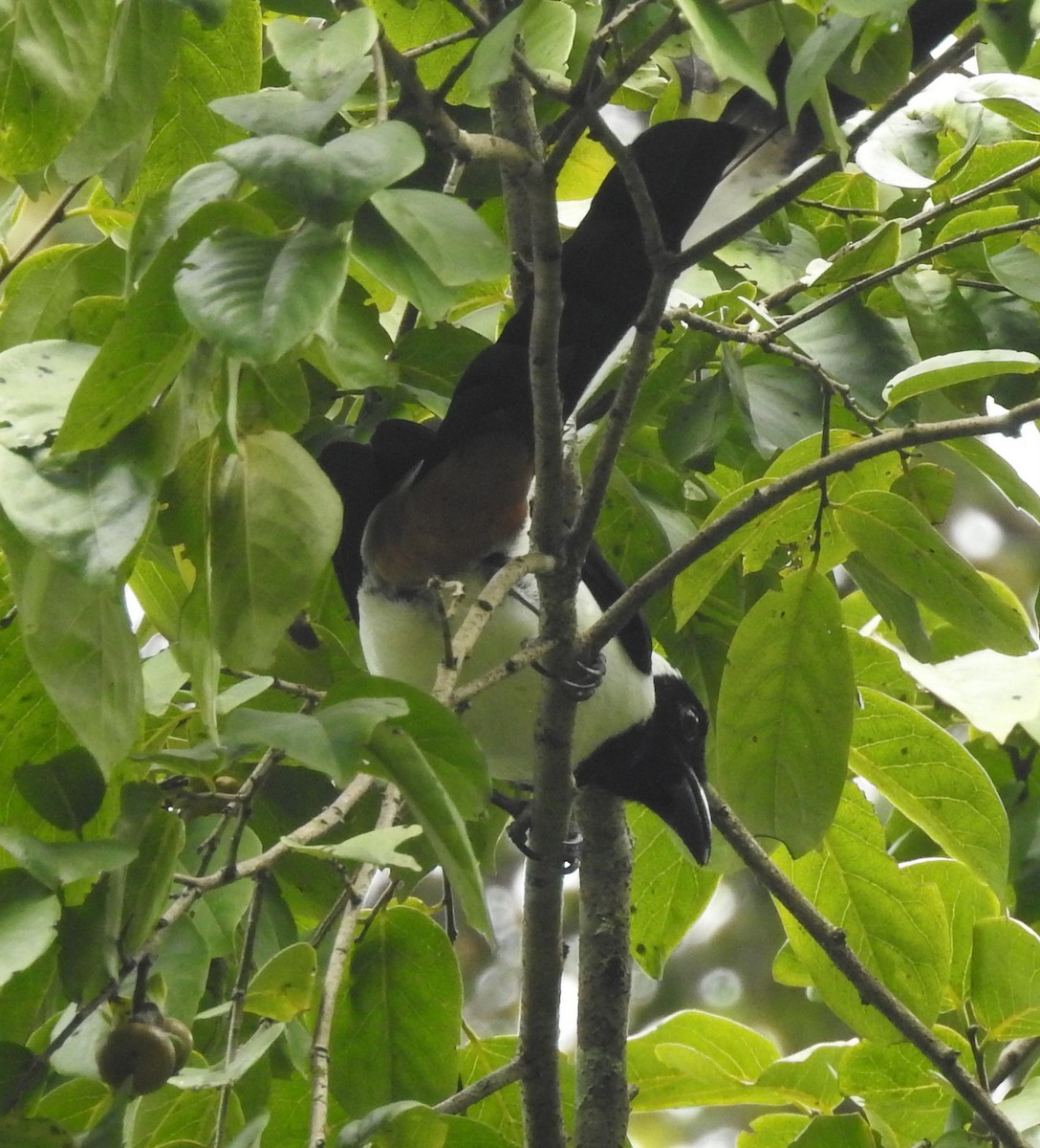 White-bellied Treepie - Manoj Karingamadathil