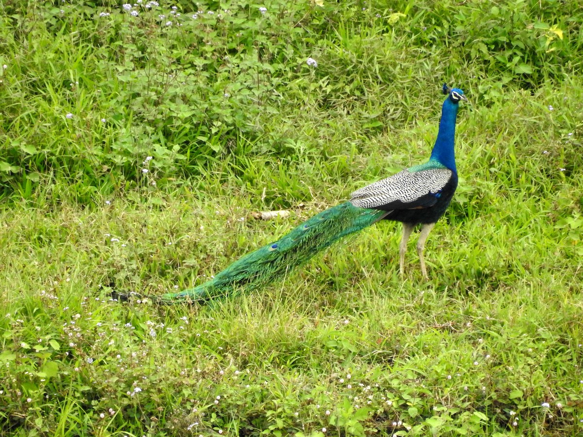 Indian Peafowl - ML151795011