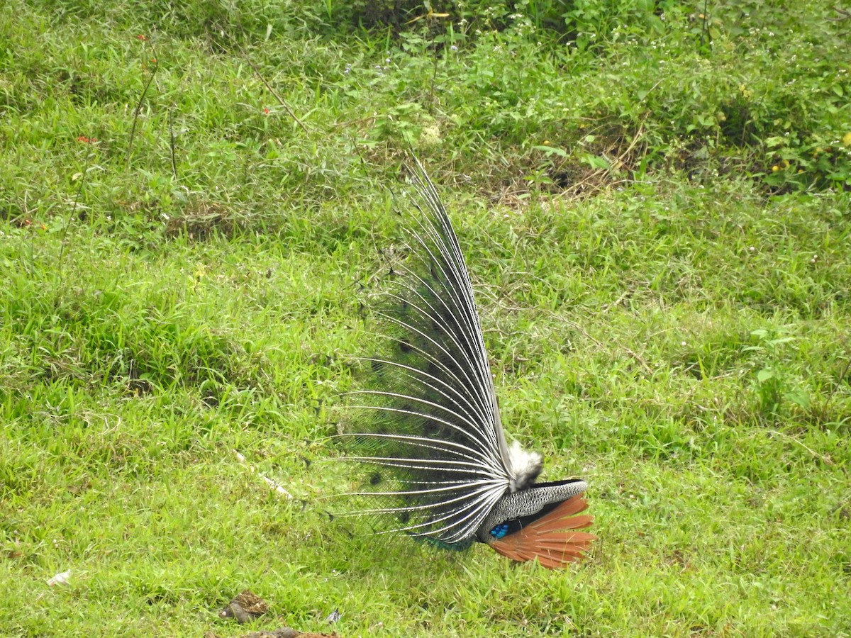 Indian Peafowl - ML151795081