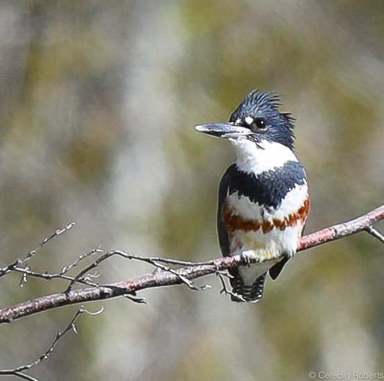 Belted Kingfisher - ML151795231