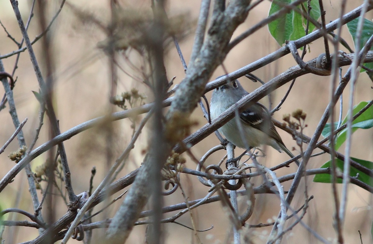 Dwarf Vireo - Eric Antonio Martinez