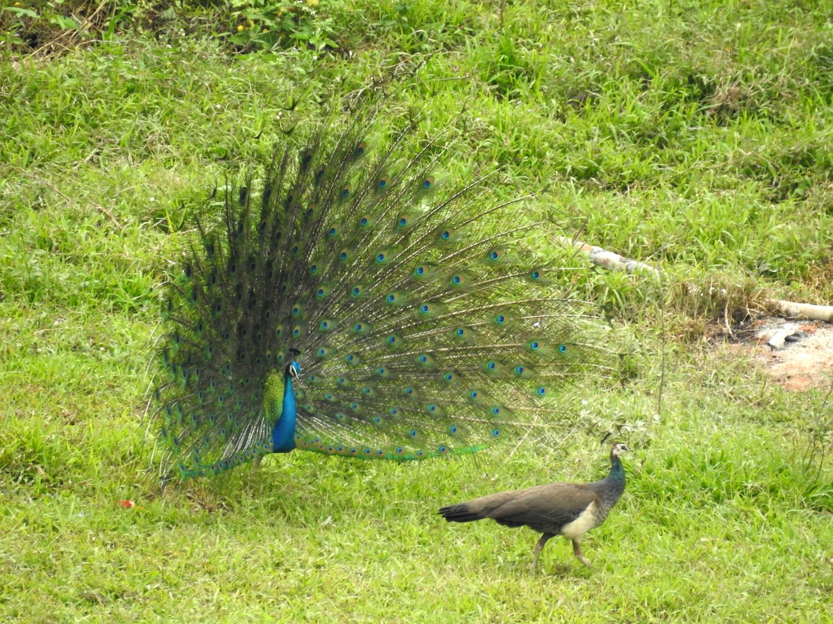 Indian Peafowl - ML151795551