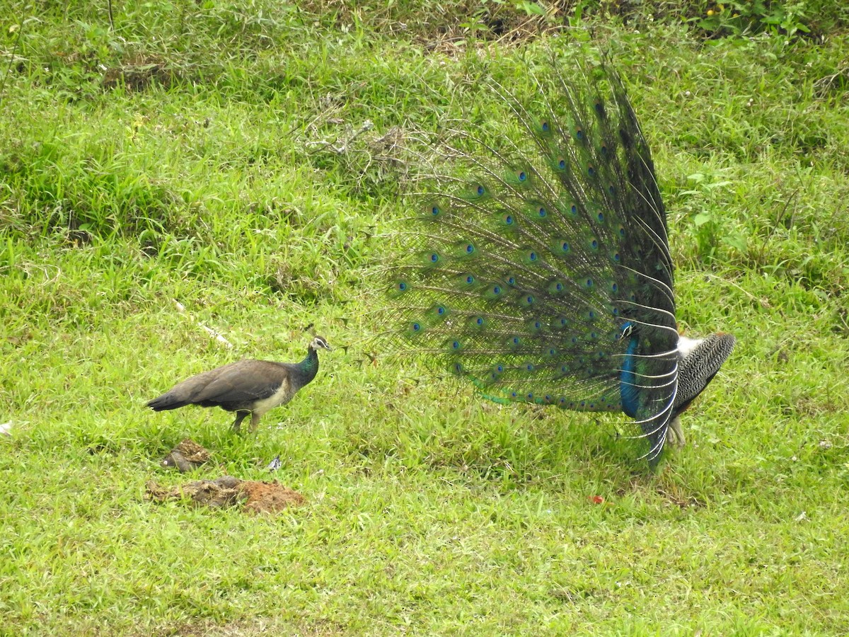 Indian Peafowl - ML151795561