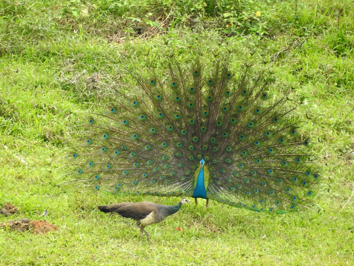 Indian Peafowl - ML151795601