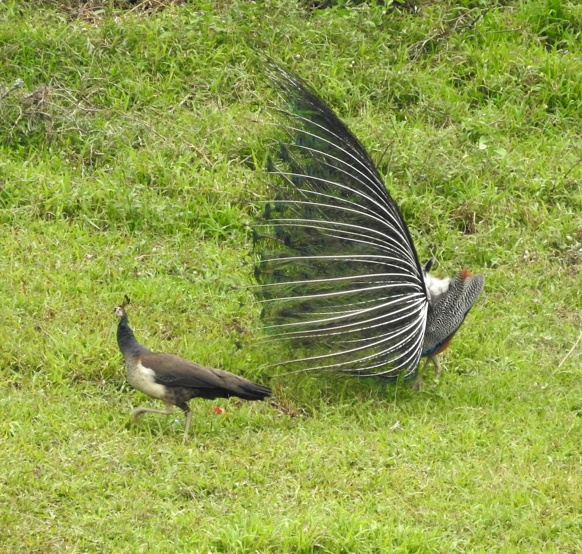 Indian Peafowl - ML151795611