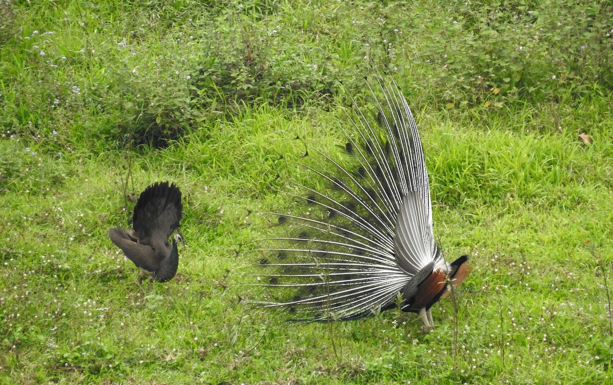 Indian Peafowl - ML151795701