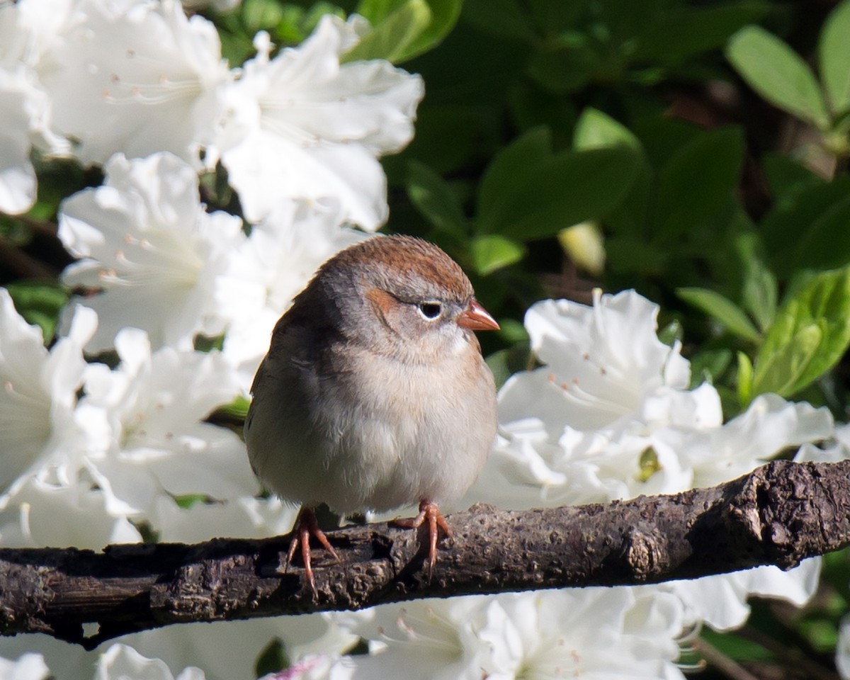 Field Sparrow - ML151795731