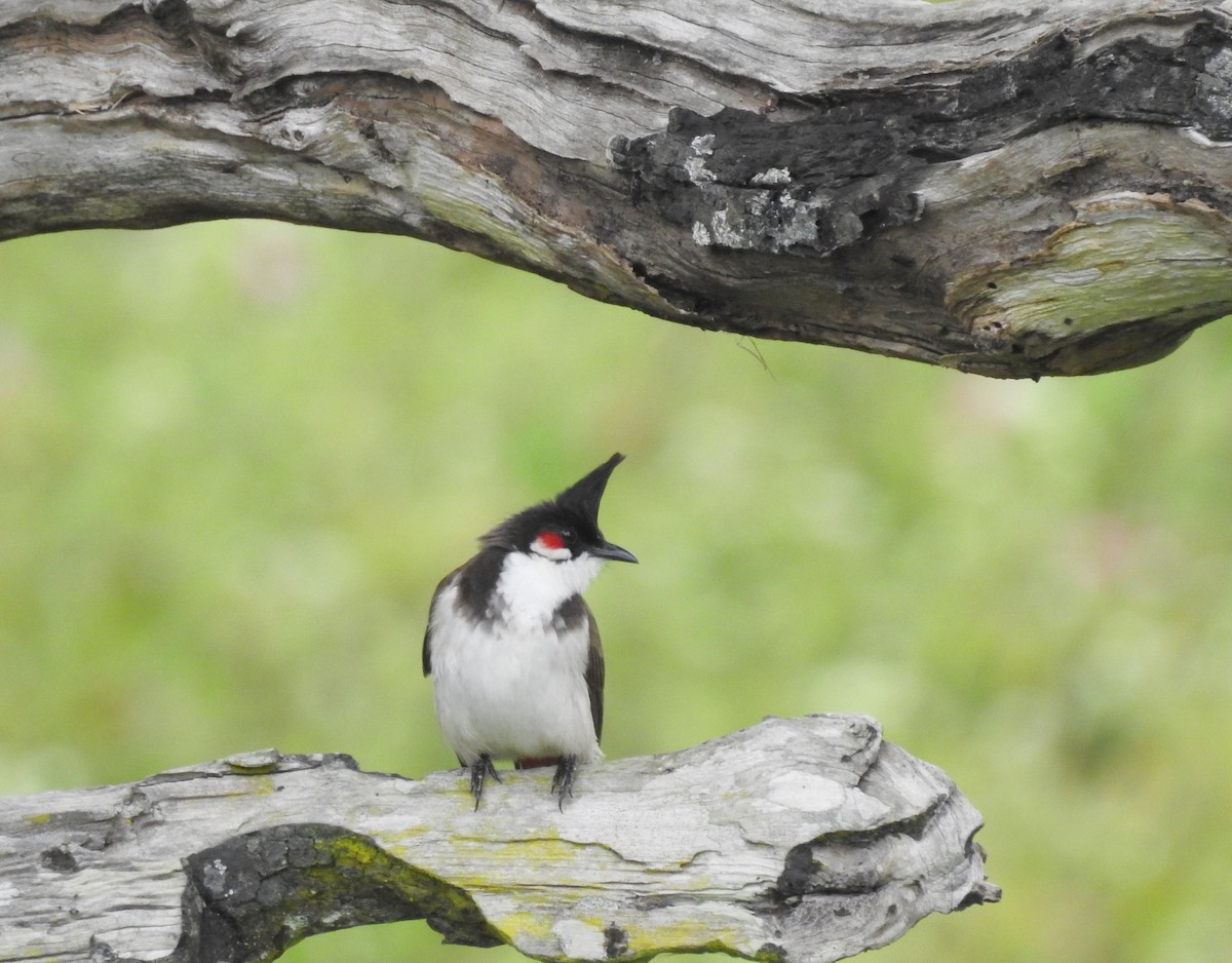 bulbul červenouchý - ML151795881