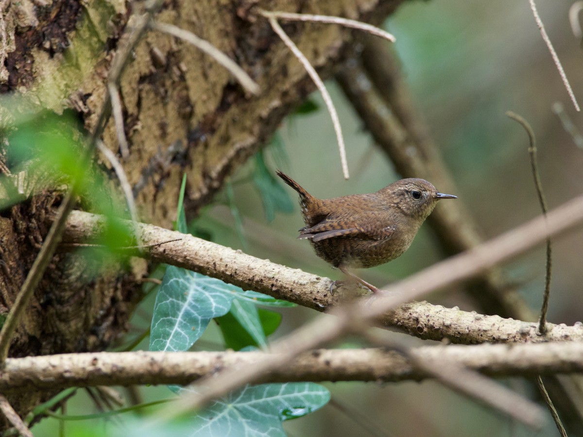 Pacific Wren - ML151796021