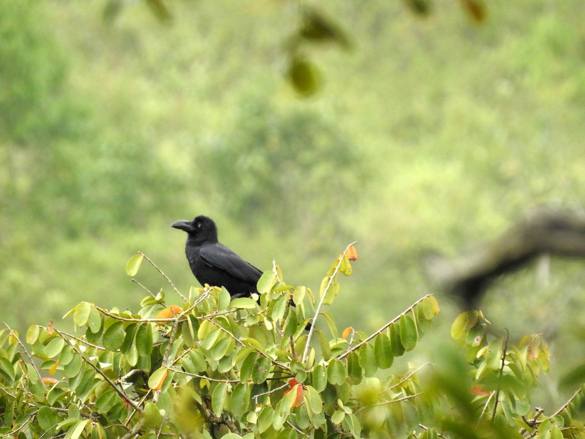 Large-billed Crow - ML151796041