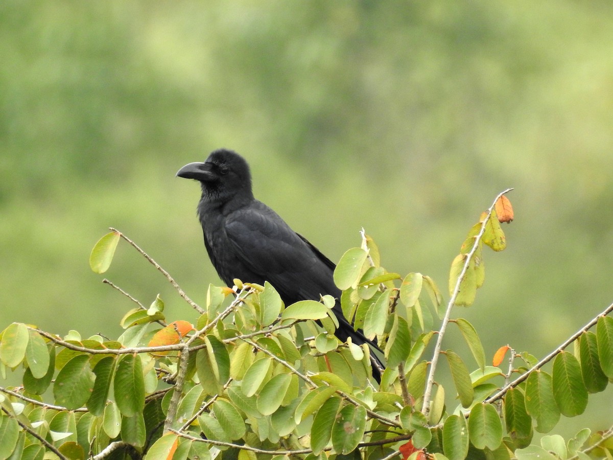 Large-billed Crow - Manoj Karingamadathil