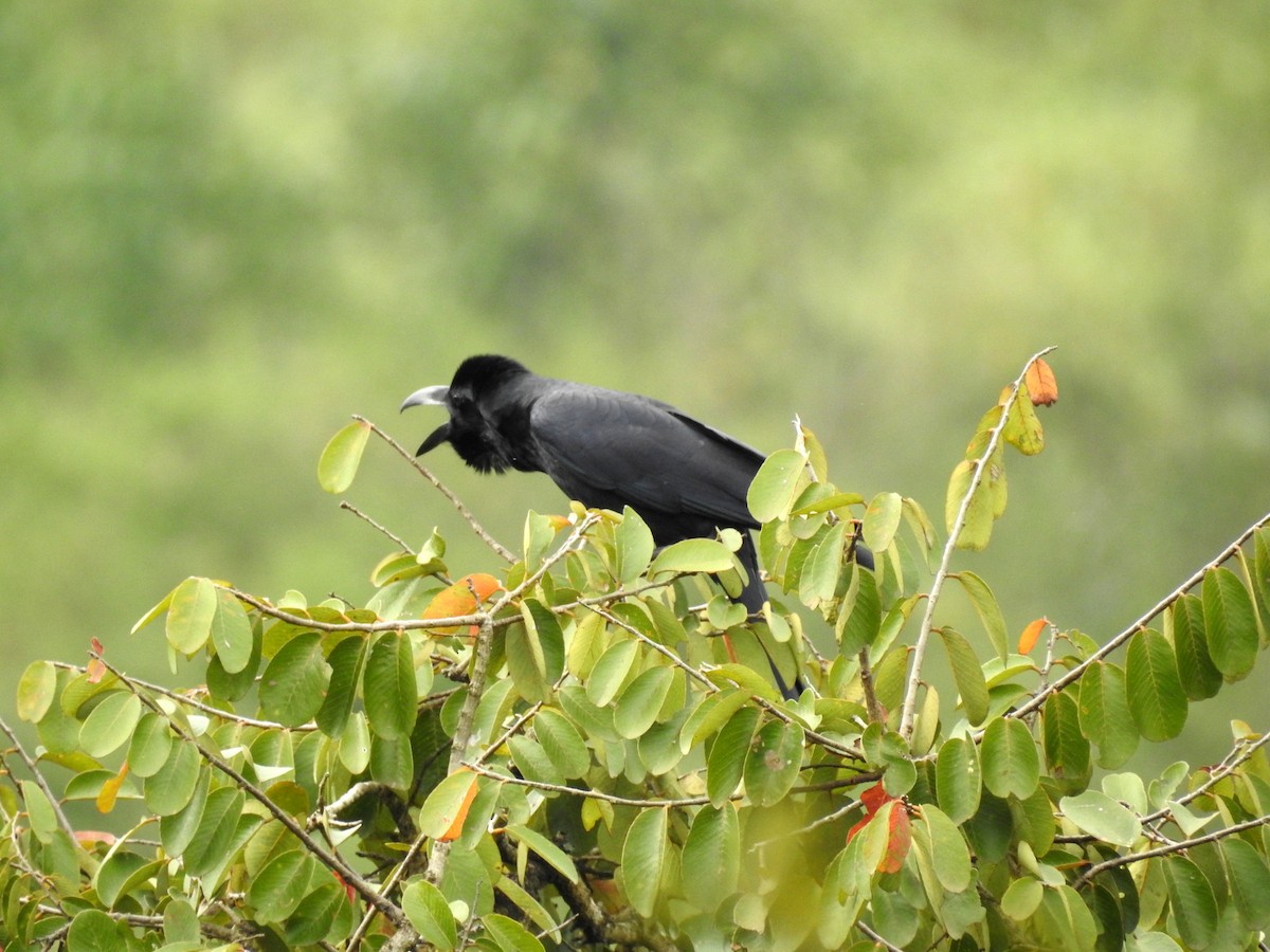 Large-billed Crow - Manoj Karingamadathil