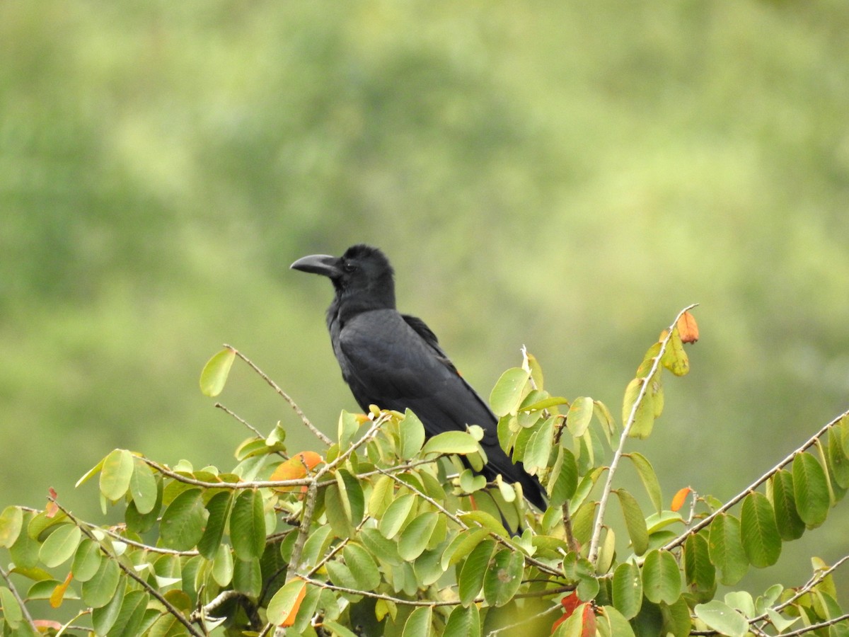 Large-billed Crow - Manoj Karingamadathil