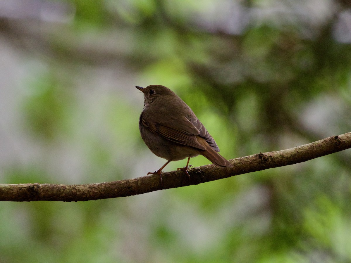 Hermit Thrush - ML151796161