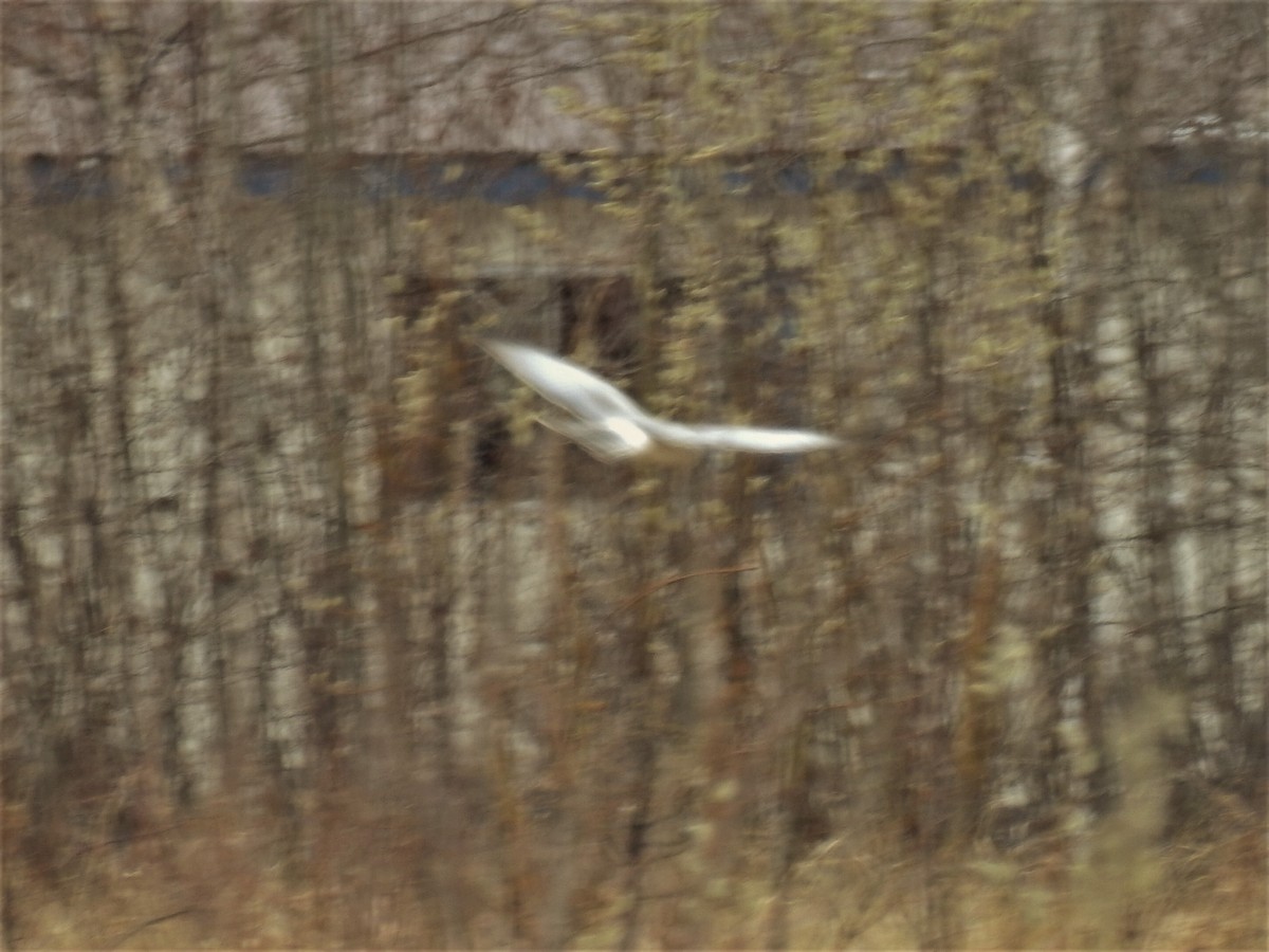 Northern Harrier - ML151796301