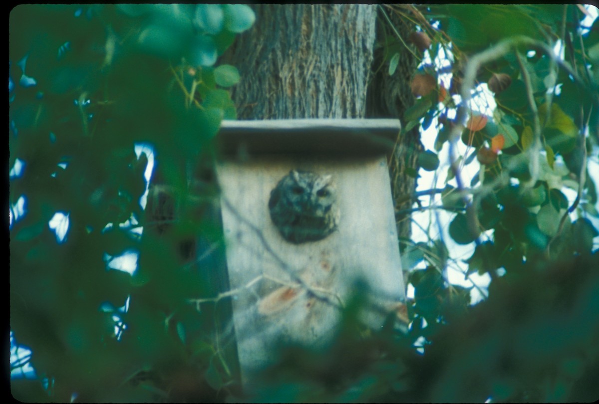 Western Screech-Owl - ML151796361