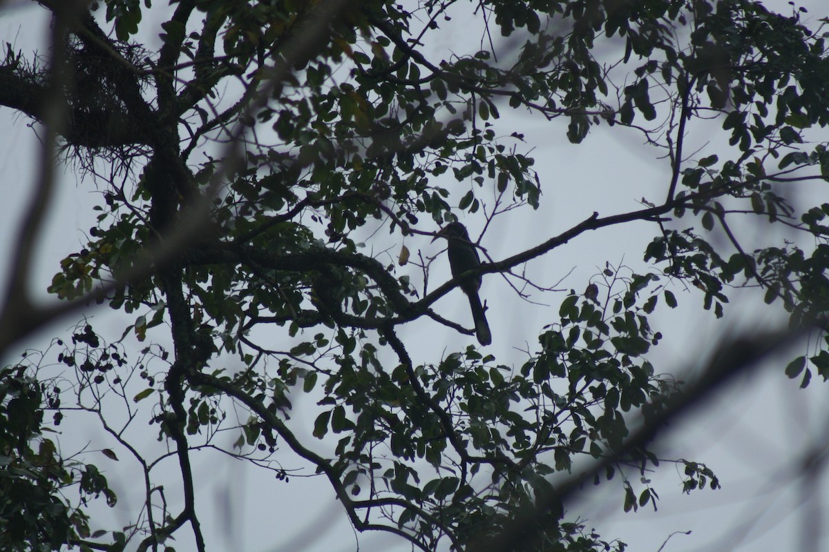Malabar Gray Hornbill - Manoj Karingamadathil