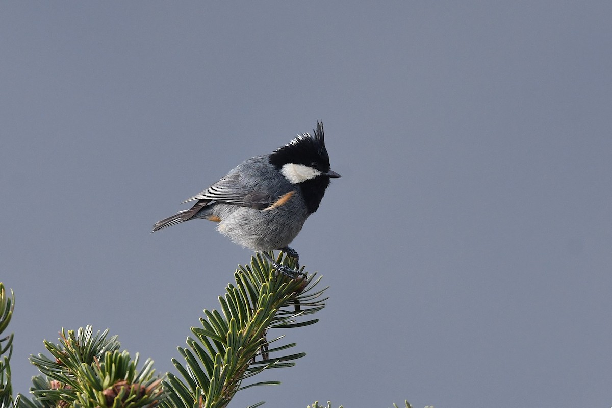 Rufous-vented Tit - Sriram Reddy