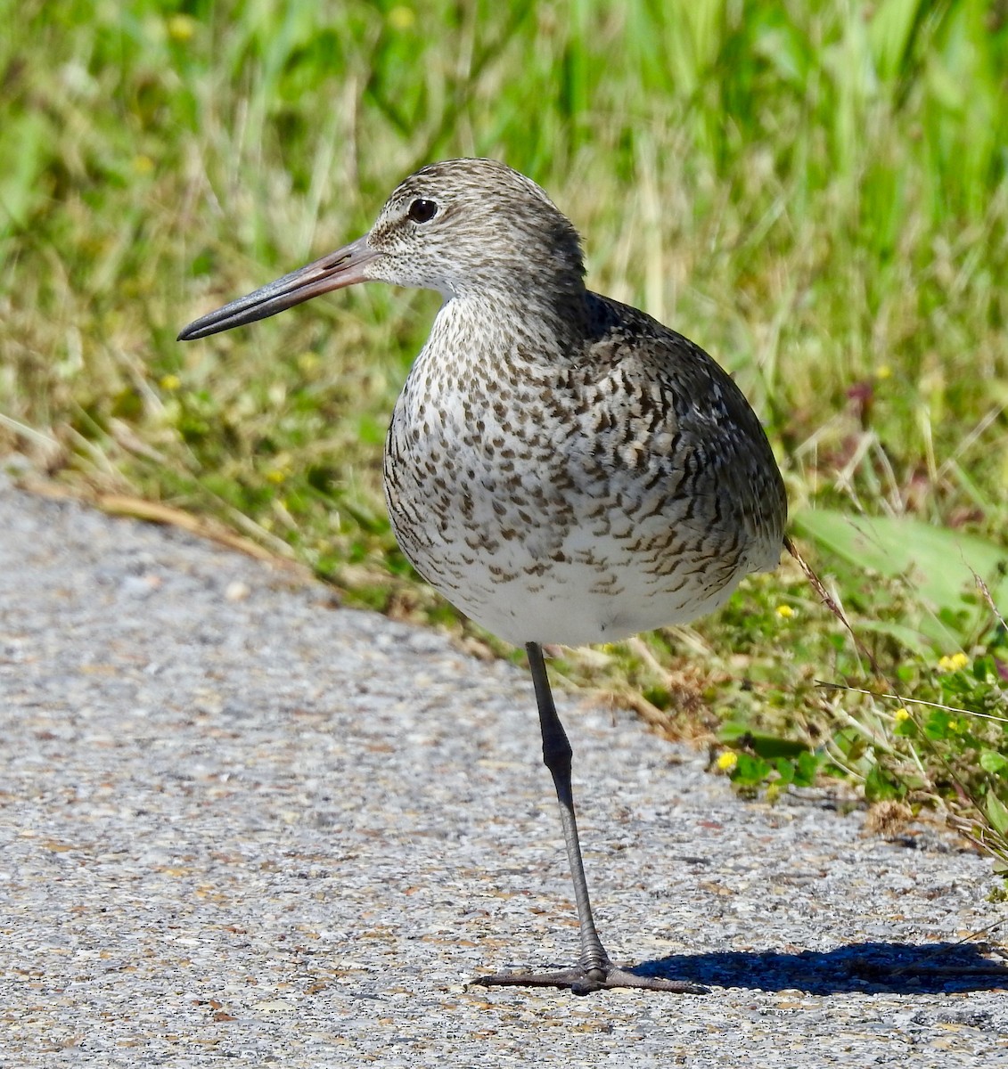 Willet - ML151797681