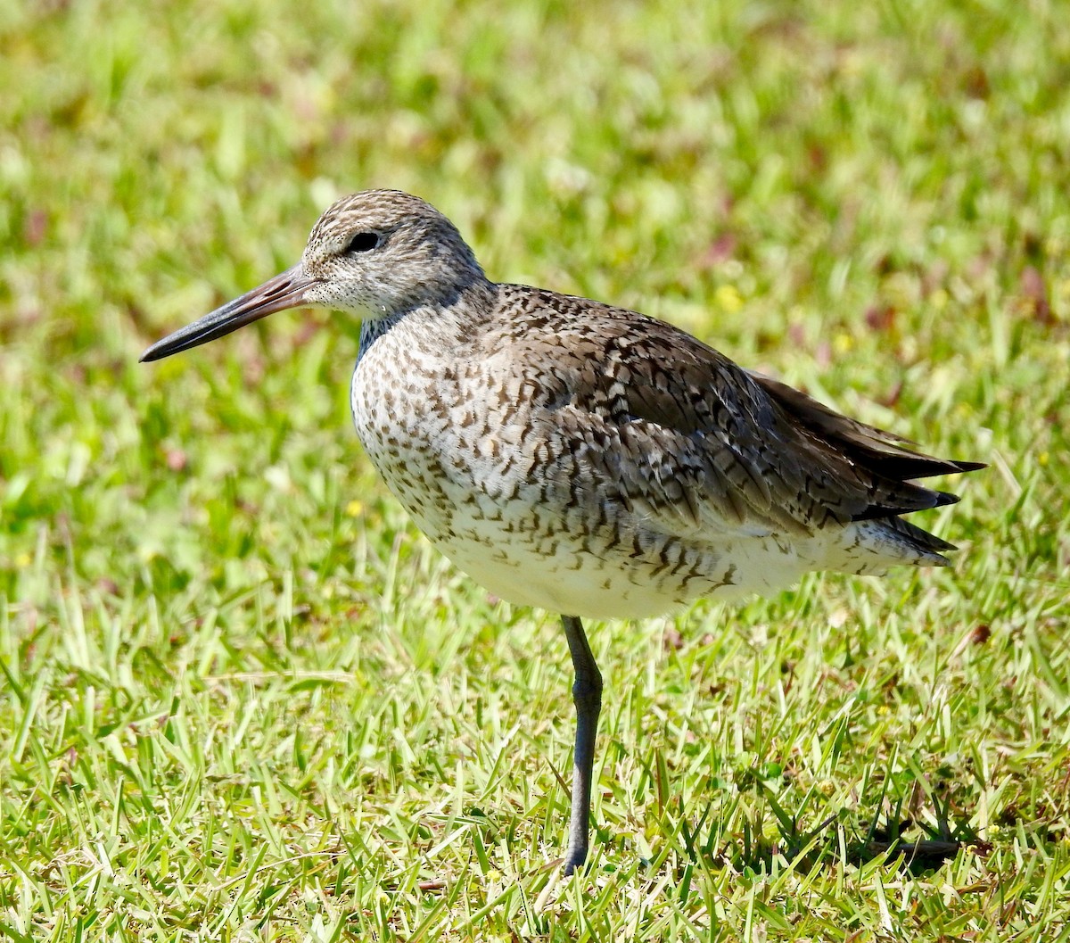 Willet - ML151797691