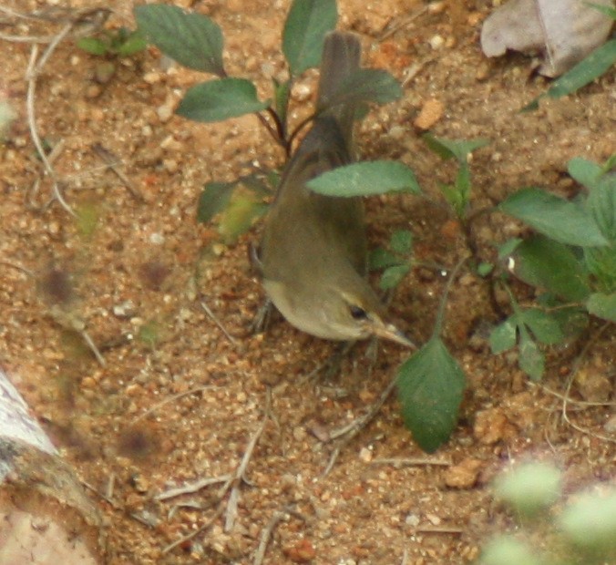 Green/Greenish Warbler - Manoj Karingamadathil